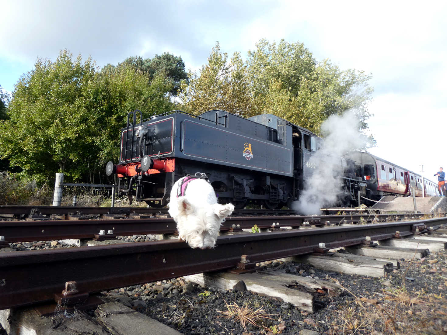 poppy the westie investigates the strathspay railway