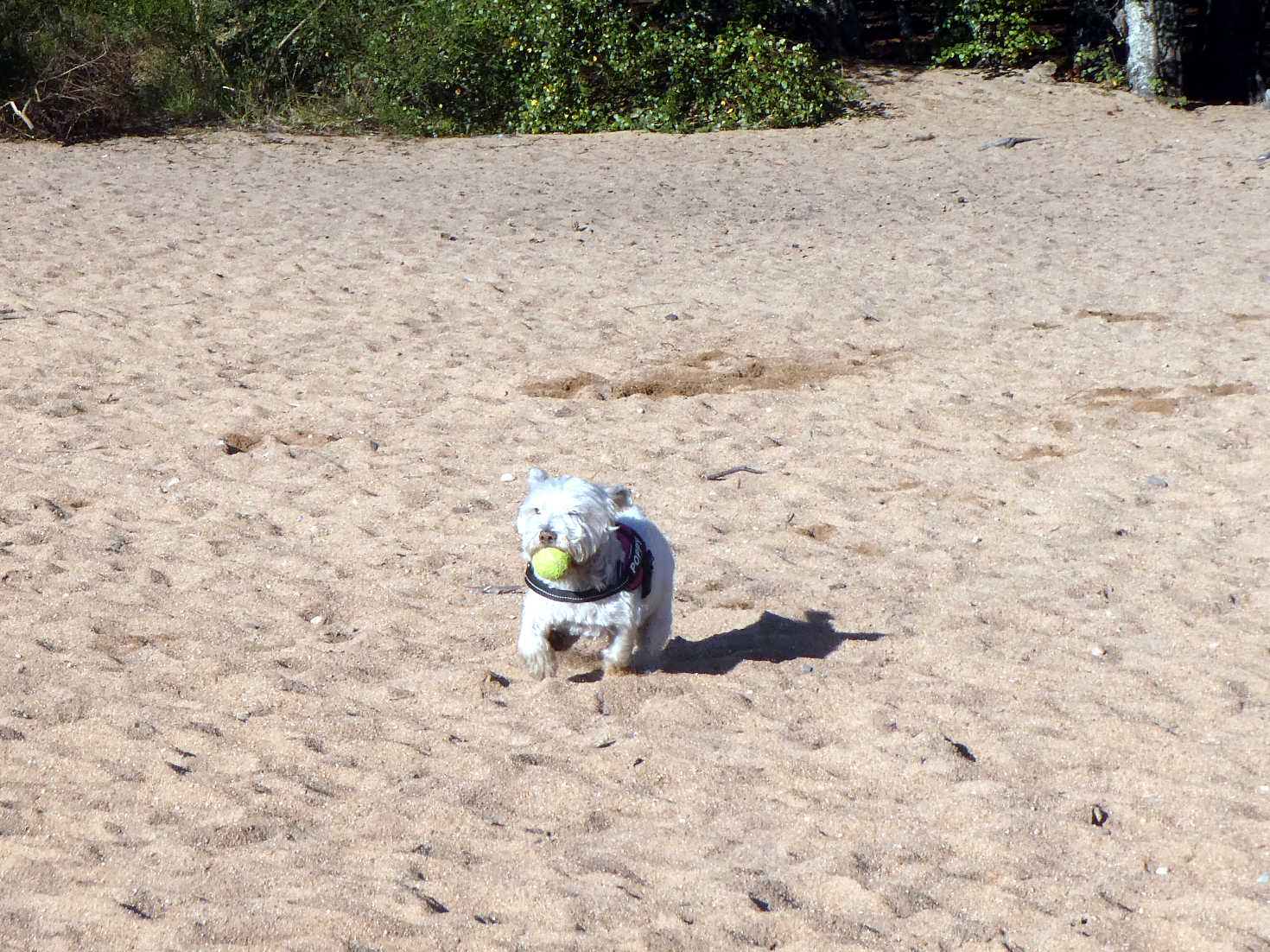 poppy the westie playing ball on the beach loch morlich