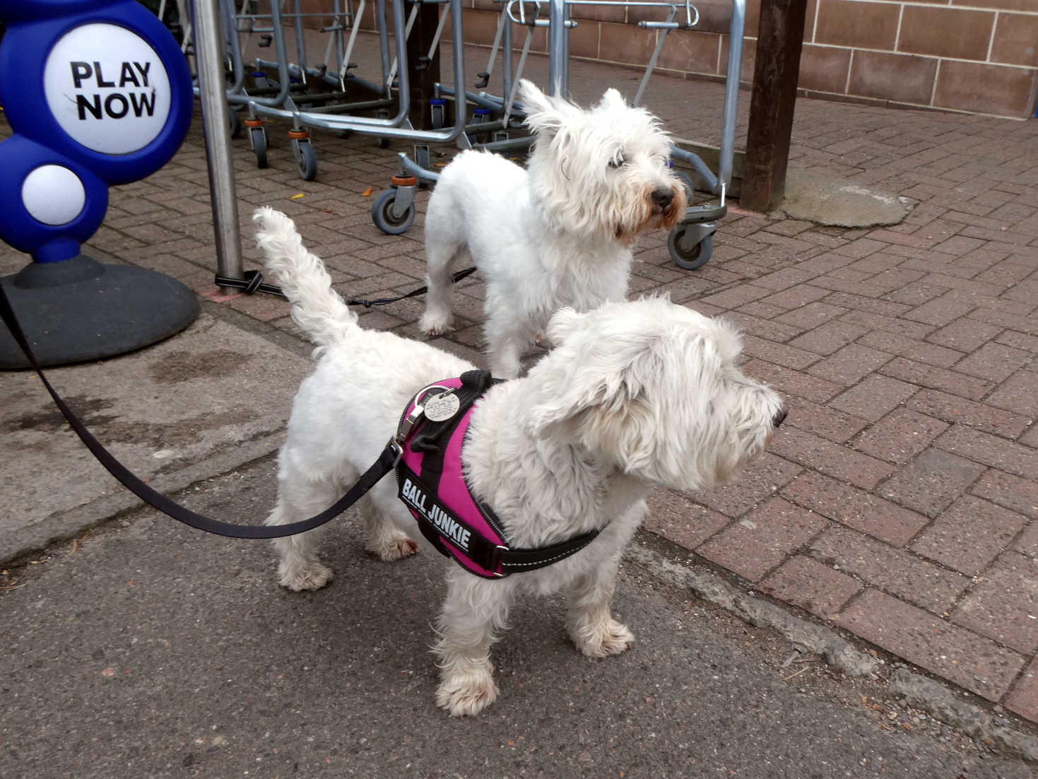 poppy the westie with archie in Aviemore