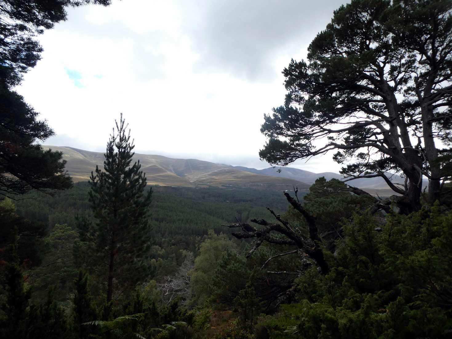 view from high path Loch Morlich