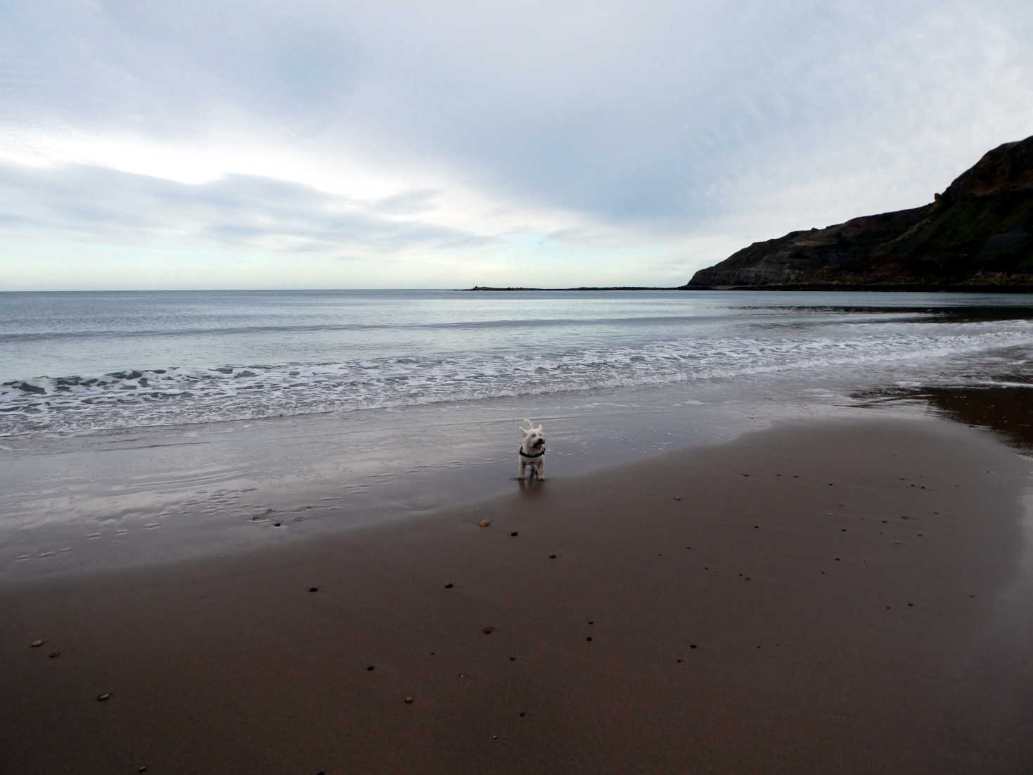 poppy the westie after a dip at cayton bay