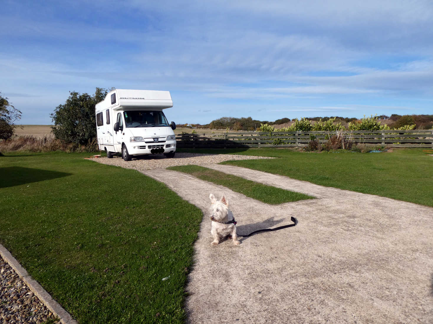 poppy the westie and Betsy at Cayton bay camp site