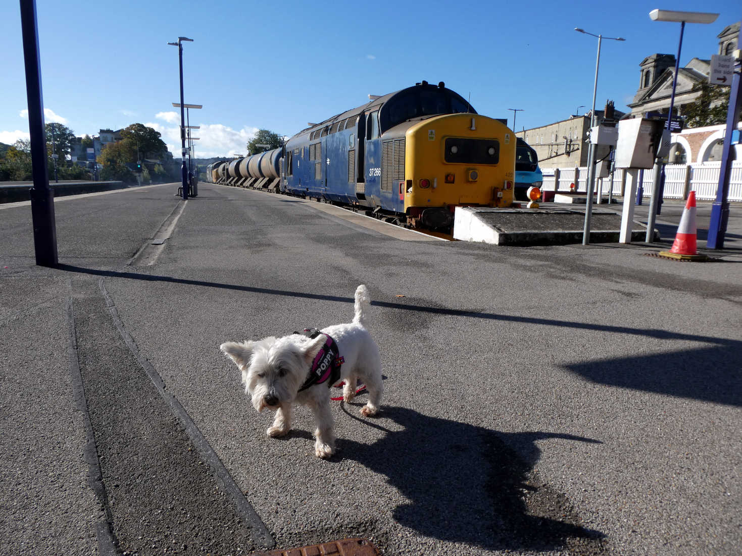 poppy the westie at Scarborough Station