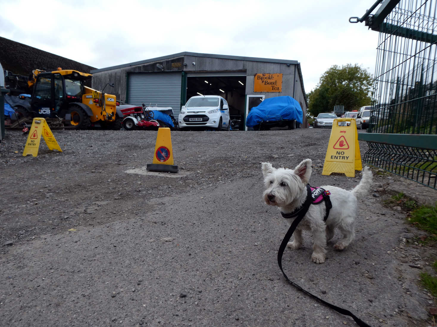 poppy the westie bangers and cash yard