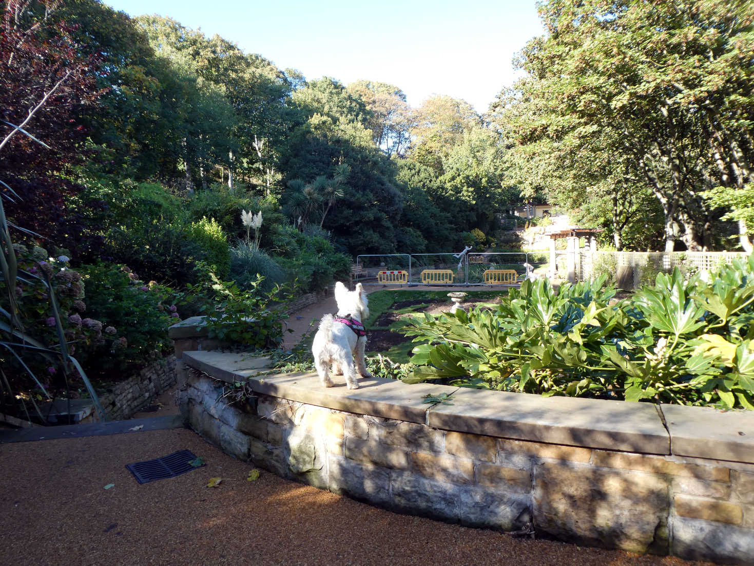 poppy the westie explores the italian gardens in Scarborough