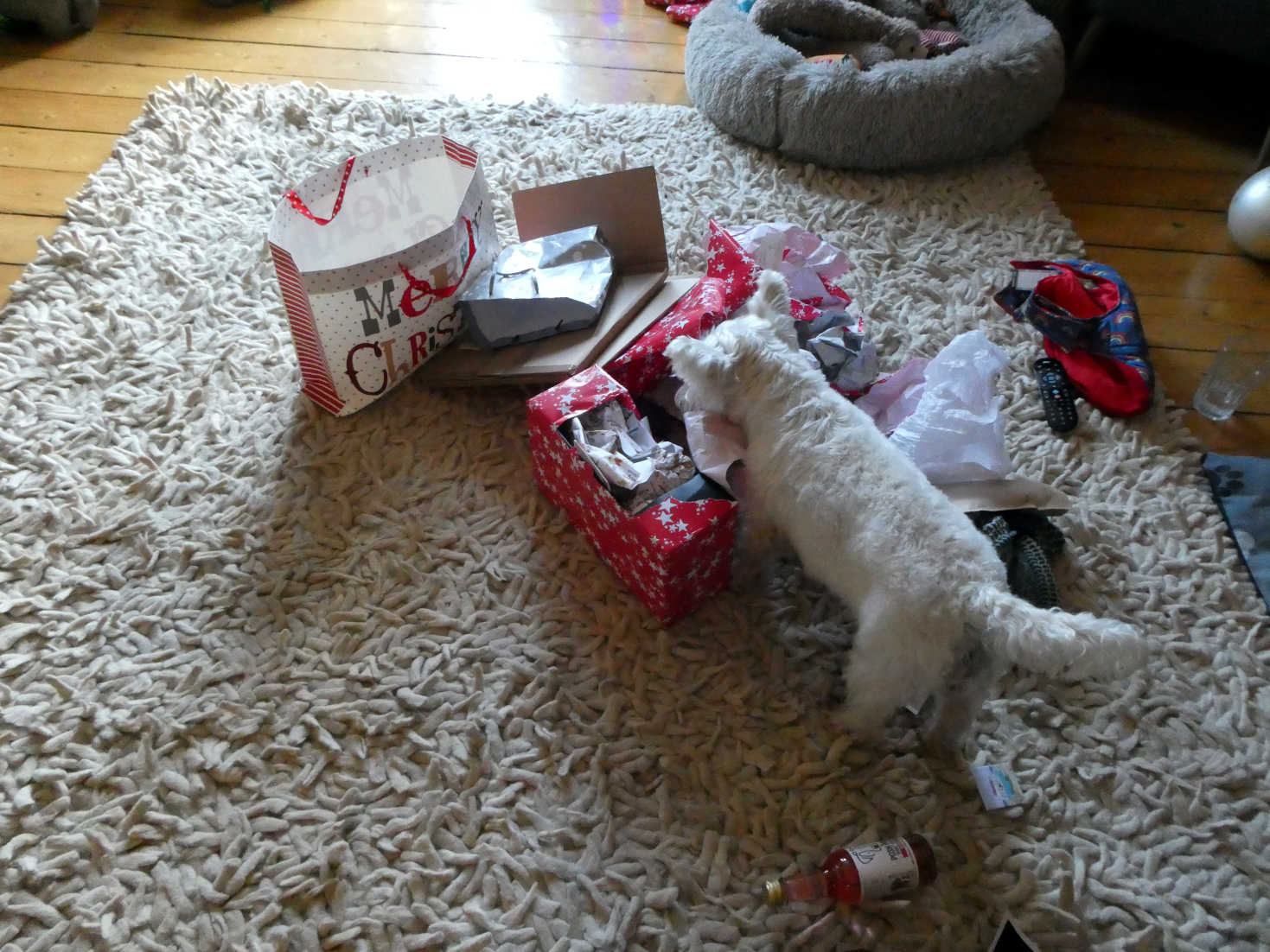 poppy the westie gets tore into her presents