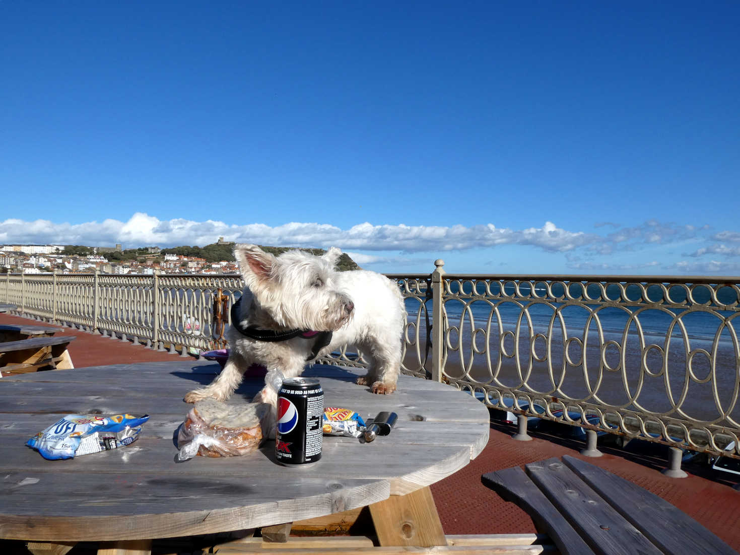 poppy the westie has a picnic at Scarborough Spa