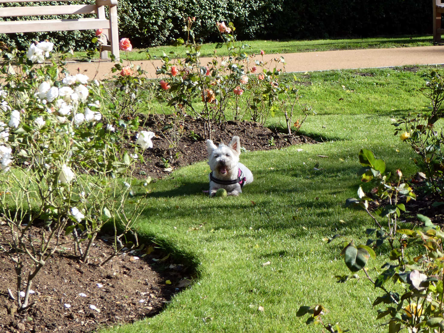 poppy the westie playing ball in the rose garden