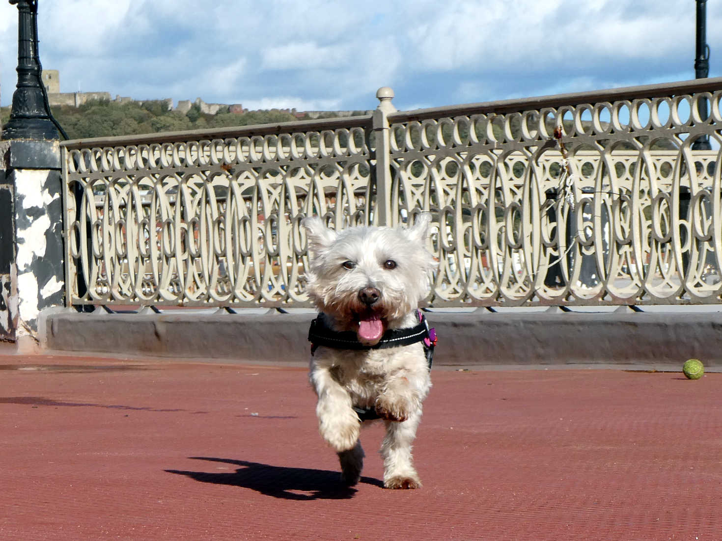 poppy the westie playing on the spa Scarborough
