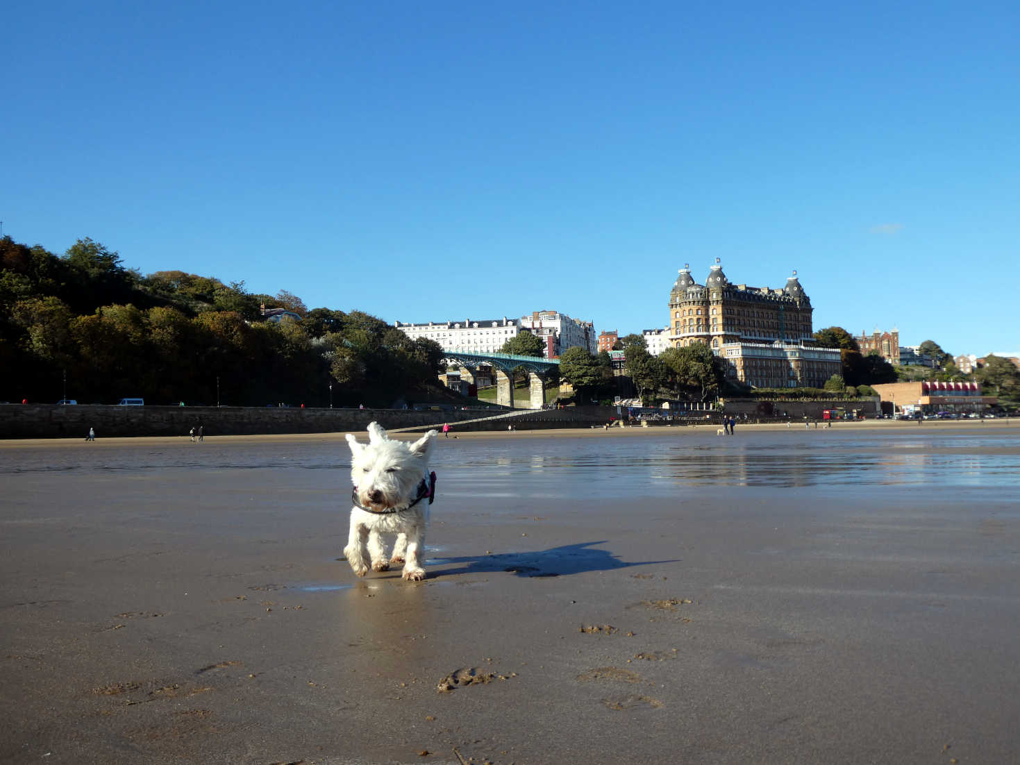 poppy the westie ran out on Scarborough beach