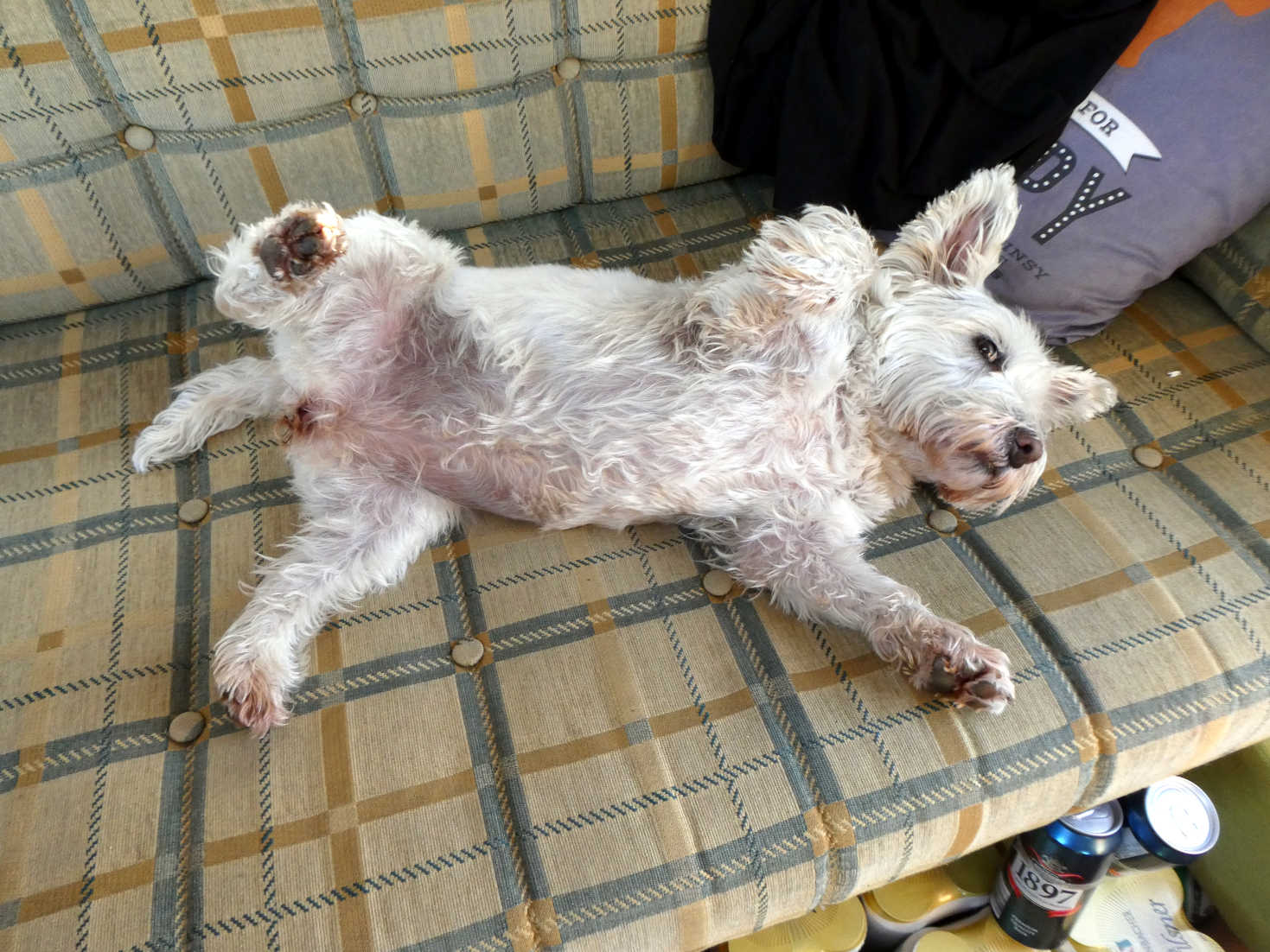 poppy the westie wants pets at cayton