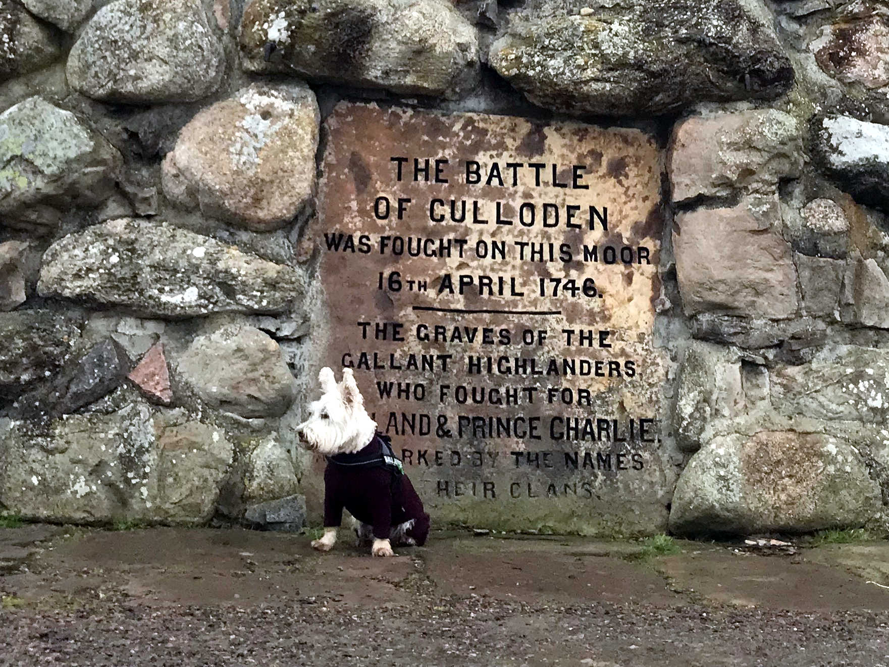 poppy the westie by the memorial cairn at culloden