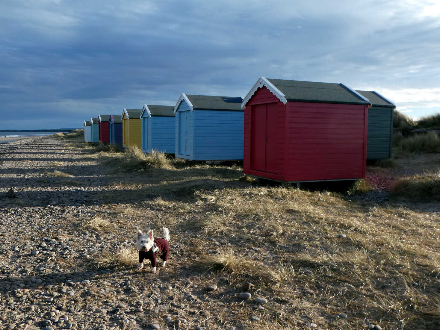 poppy the westie finds beachhuts at Findhorn