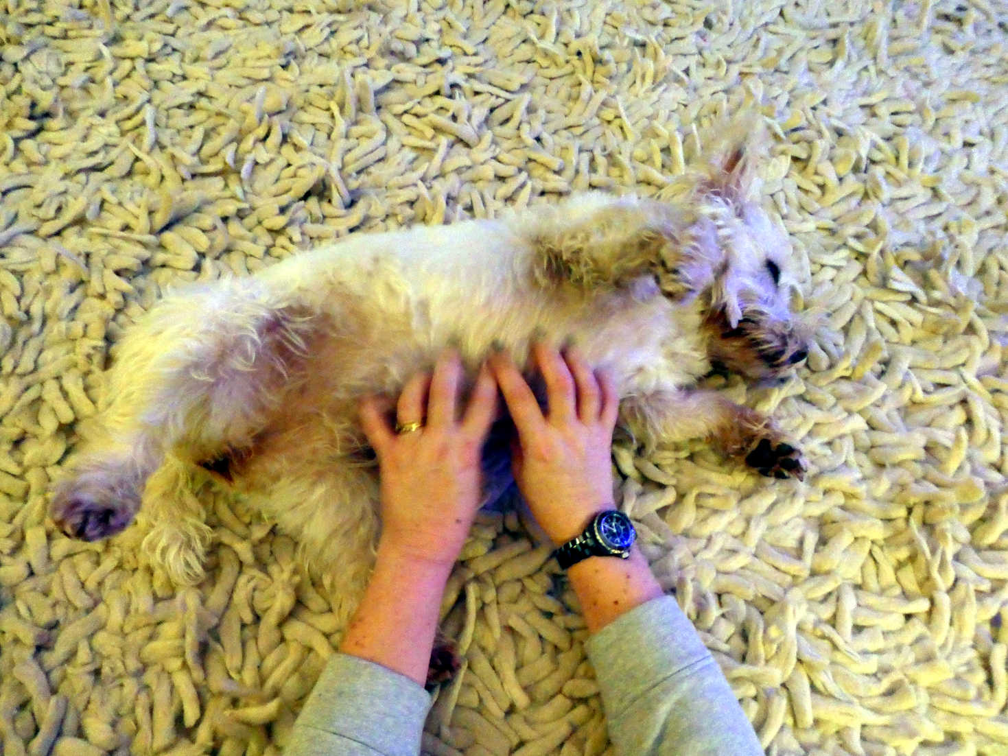 poppy the westie getting rubs on new years