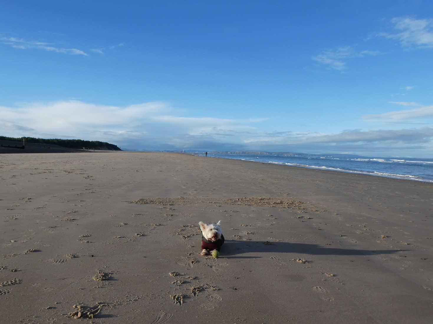 poppy the westie has a rest on Findhorn beach