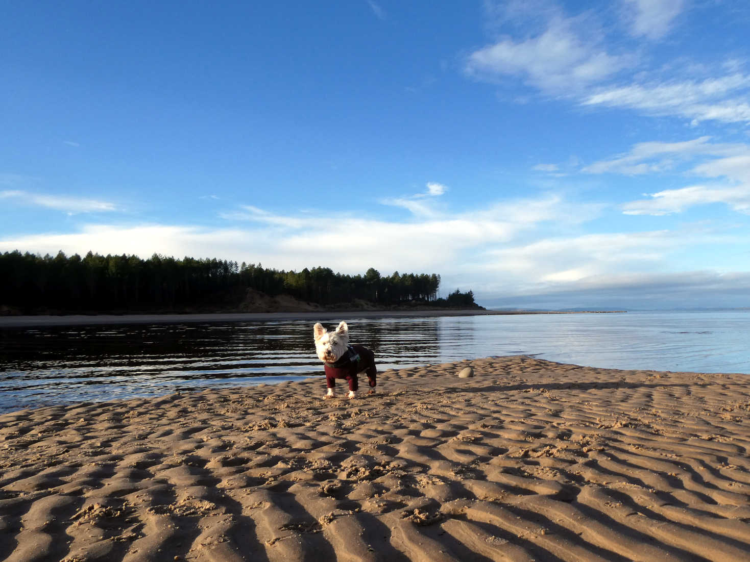 poppy the westie hears seal monsters at Findhorn