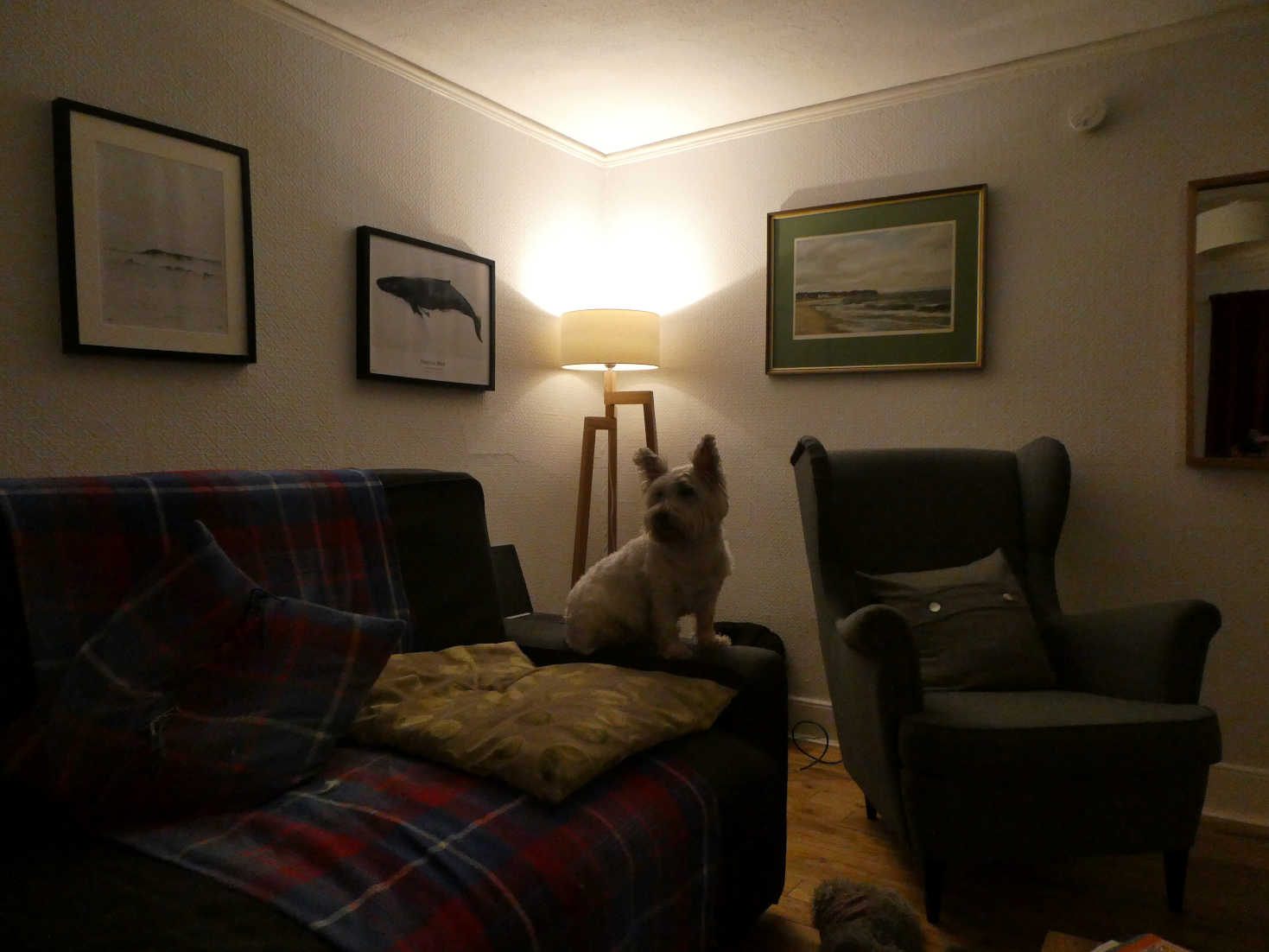 poppy the westie in the cosy cottage by the sea