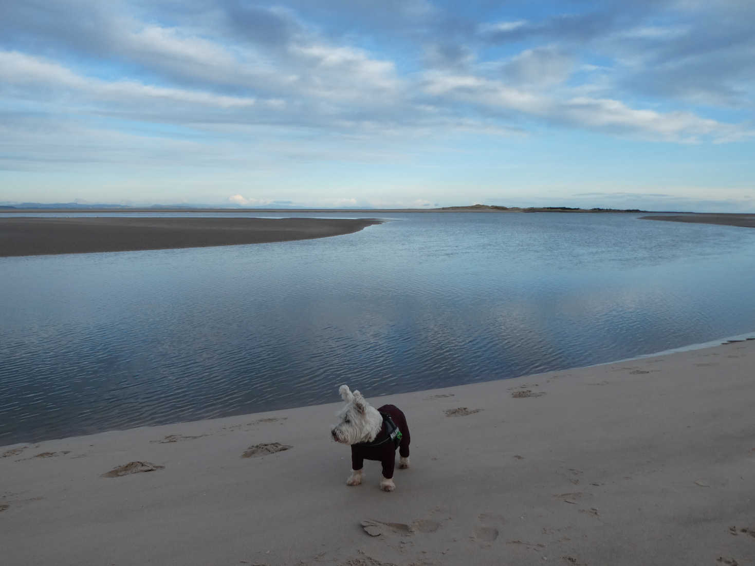 poppy the westie looking back to nairn