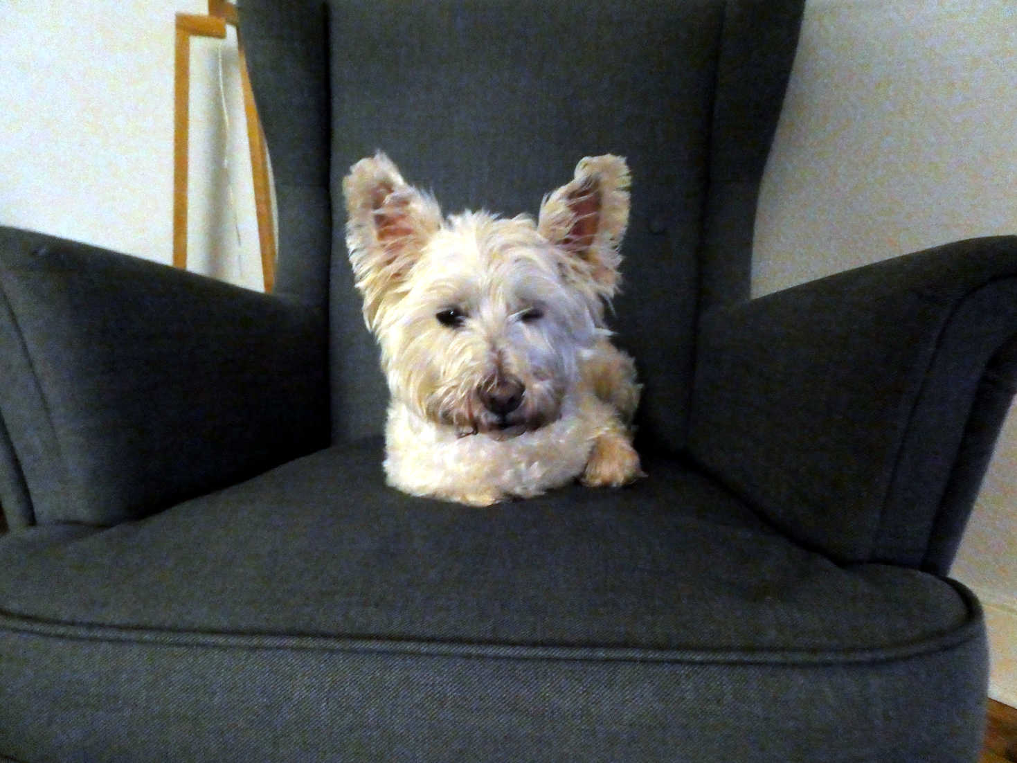 poppy the westie on dads chair