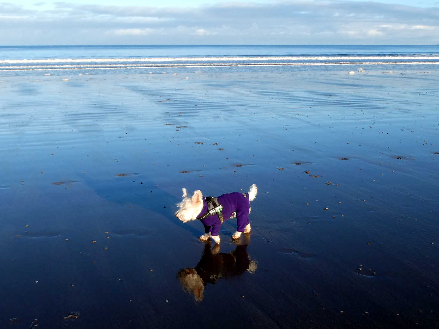 poppy the westie on the Moray firth