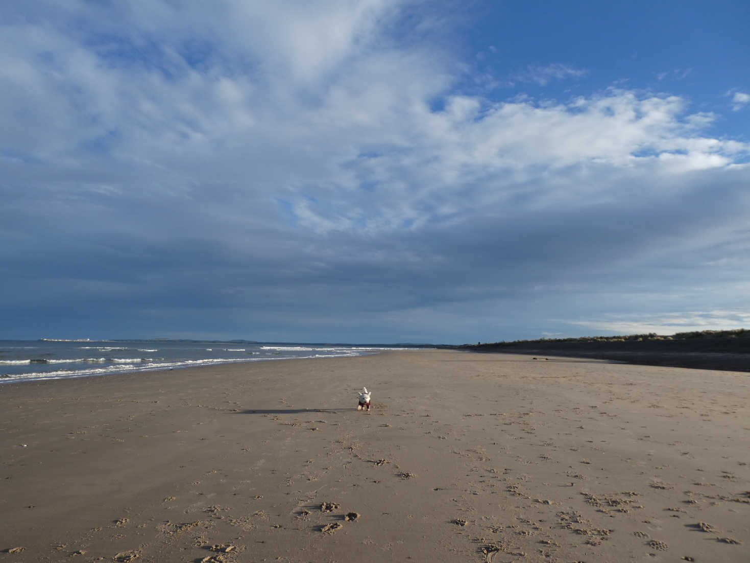 poppy the westie playing on Findhorn Beach