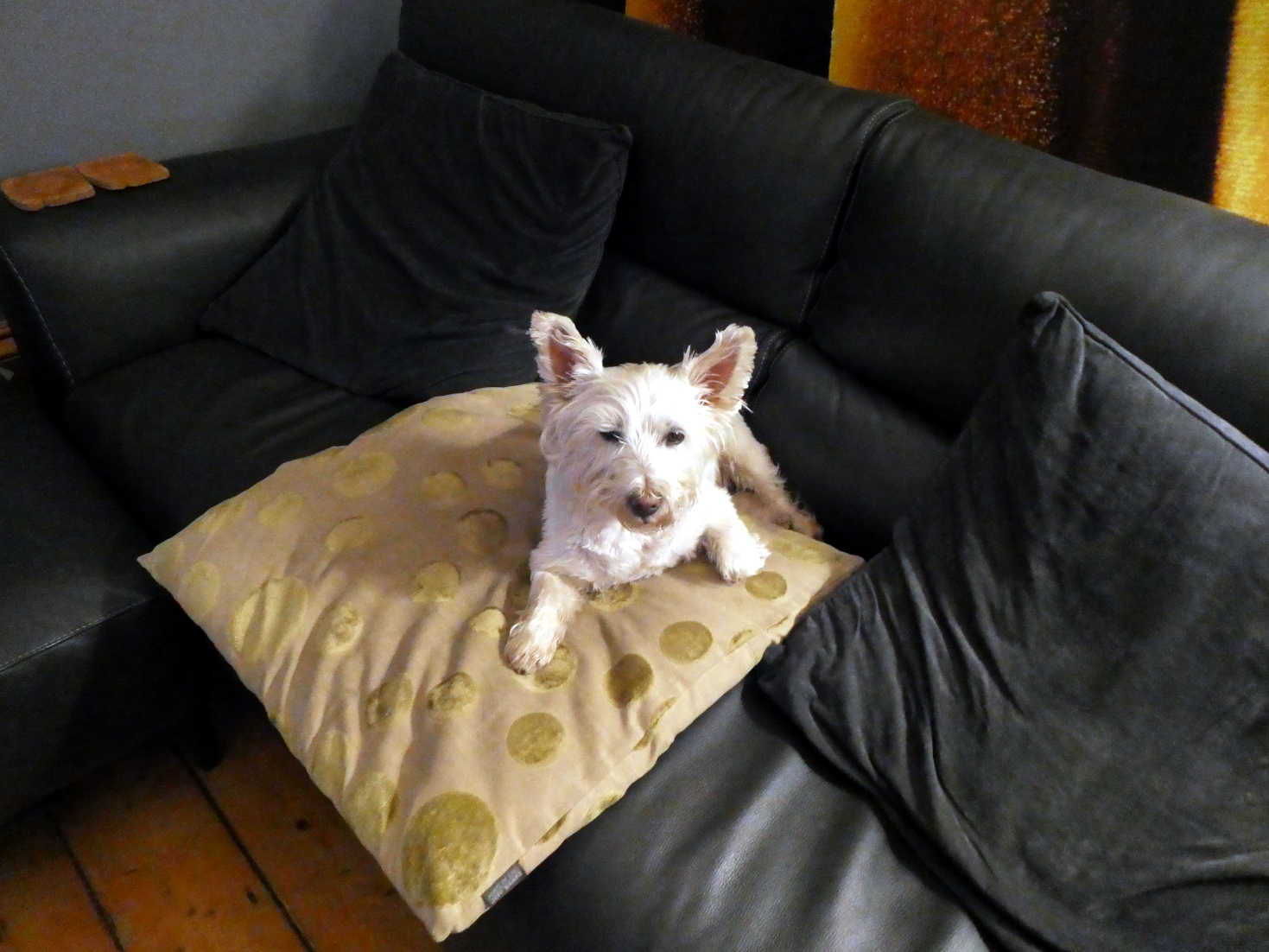 poppy the westie ready for bed 23