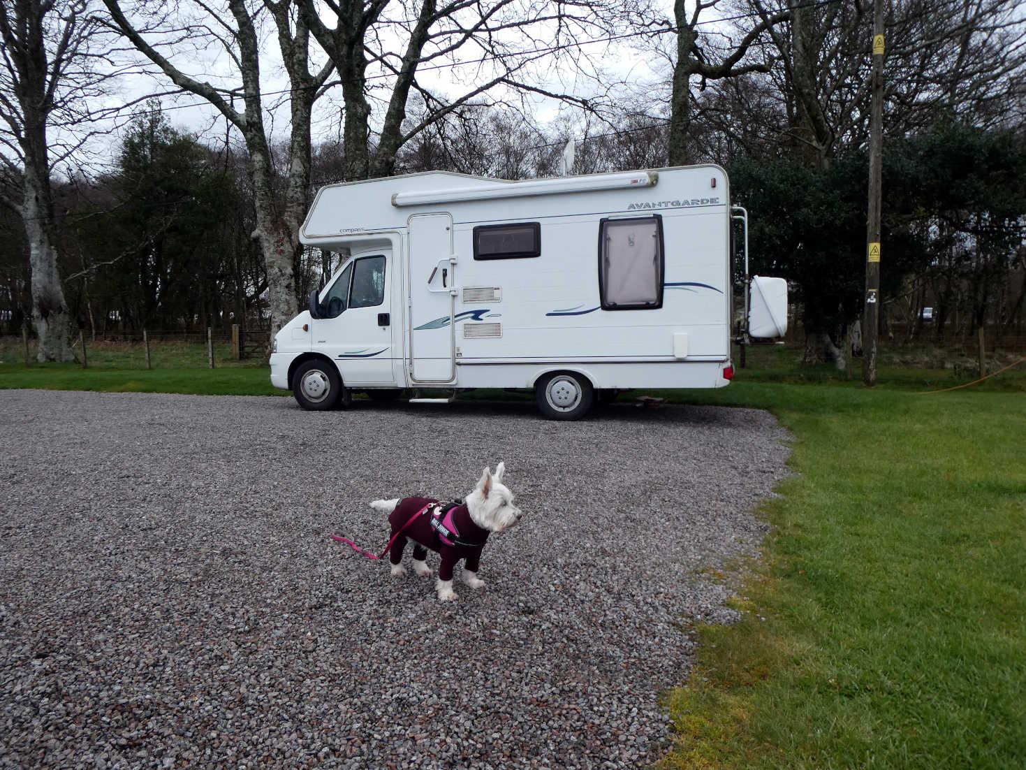 poppy the westie and betsy at benderloch