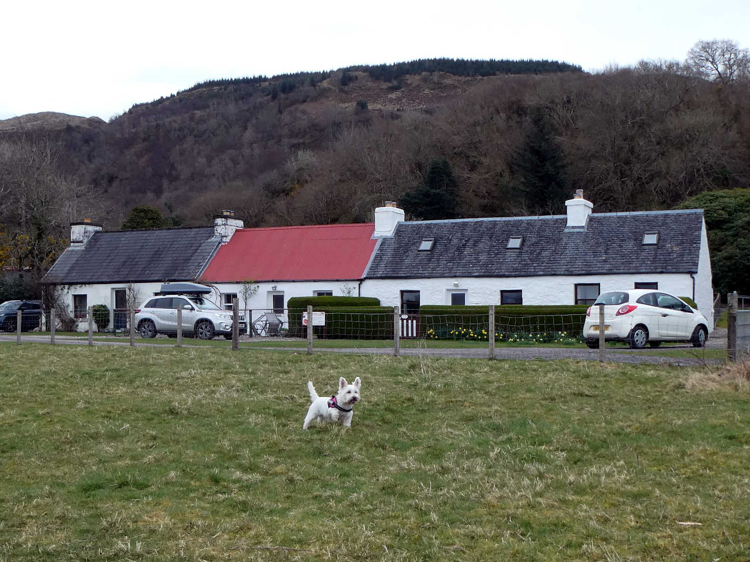 poppy the westie and crofts at benderloch