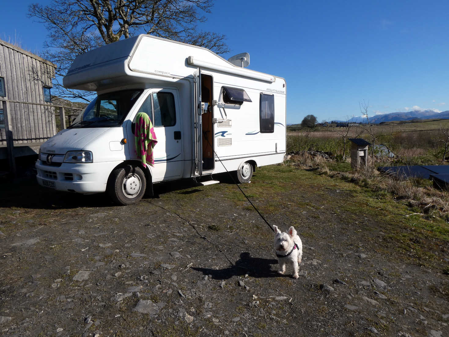 poppy the westie and betsy on Lismore