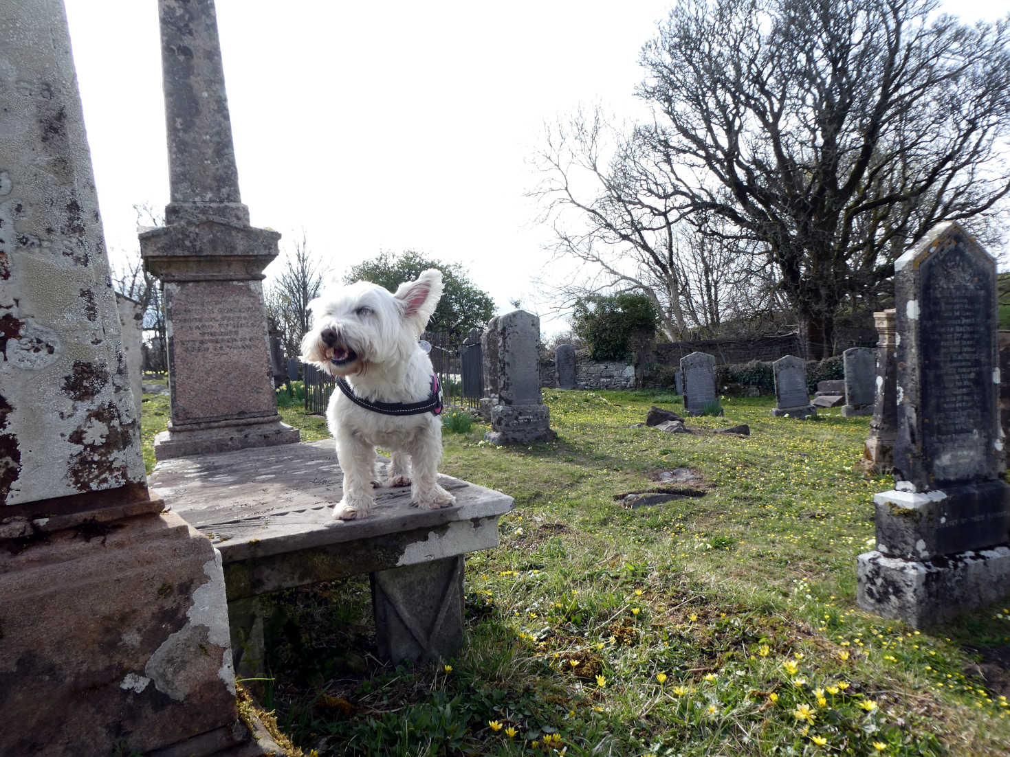 poppy the westie in St Moluag's Cathedral graveyard