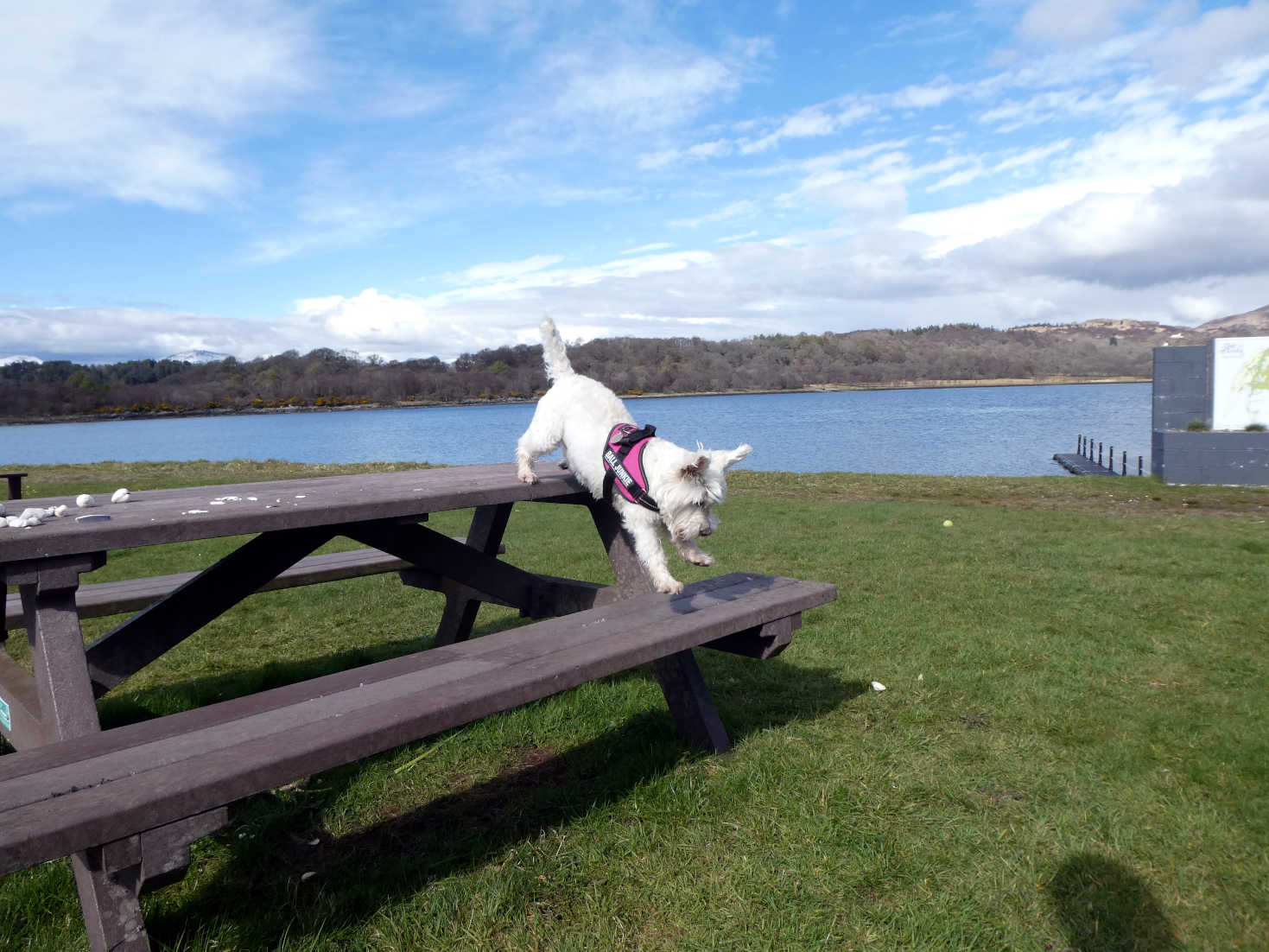 poppy the westie jumps off a bench at erasky