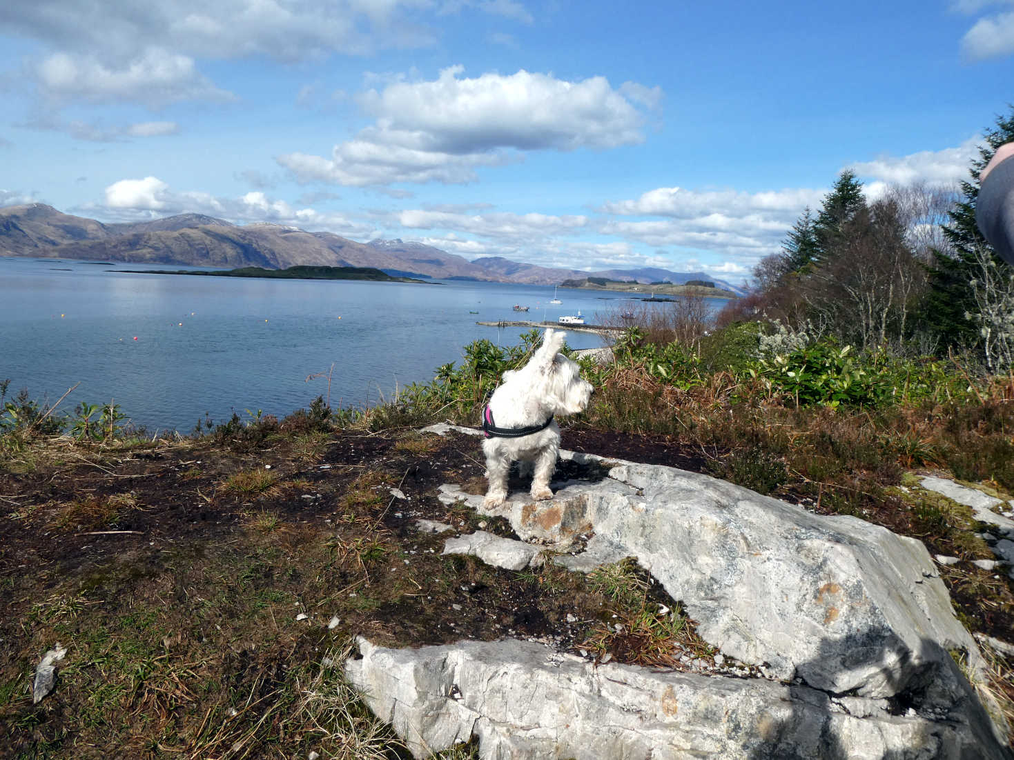 poppy the westie on hill above port appin