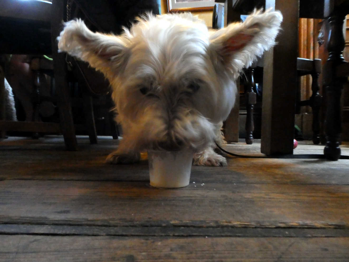 poppy the westies first Puppuccino