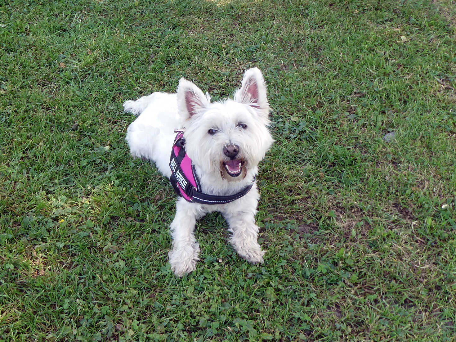 poppy the westie at camp in cashell
