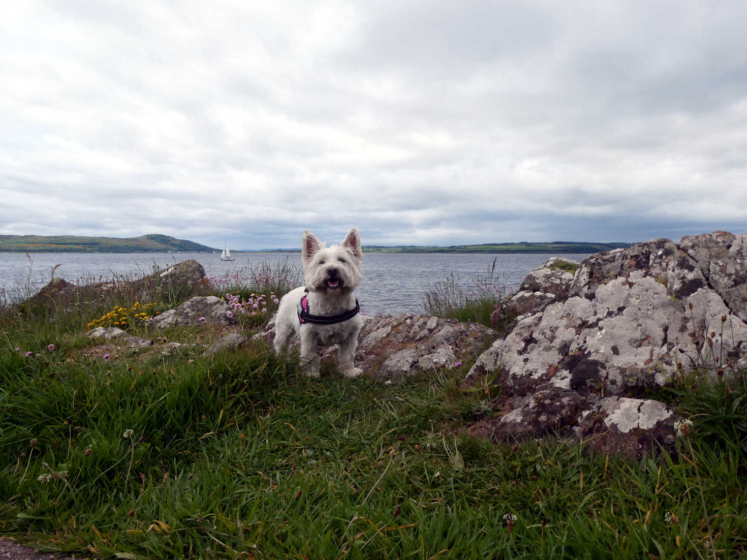 poppy the westie at the picnic with arran across the water