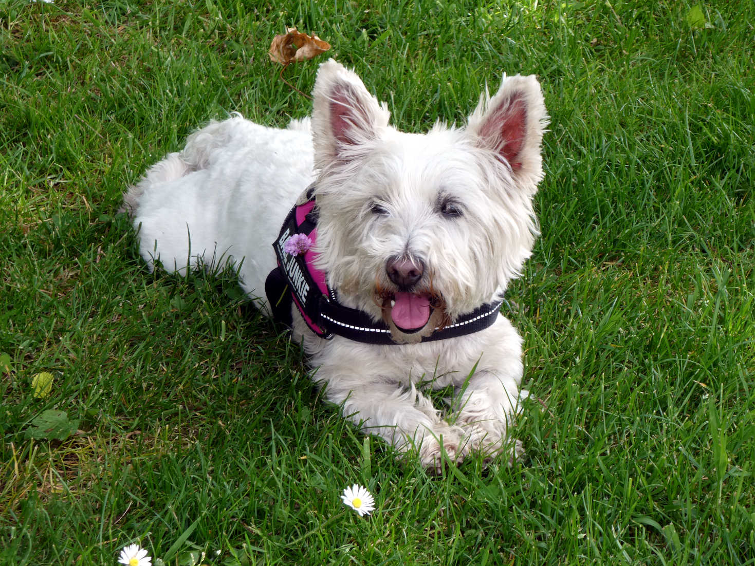 poppy the westie chilling at the garrison milport