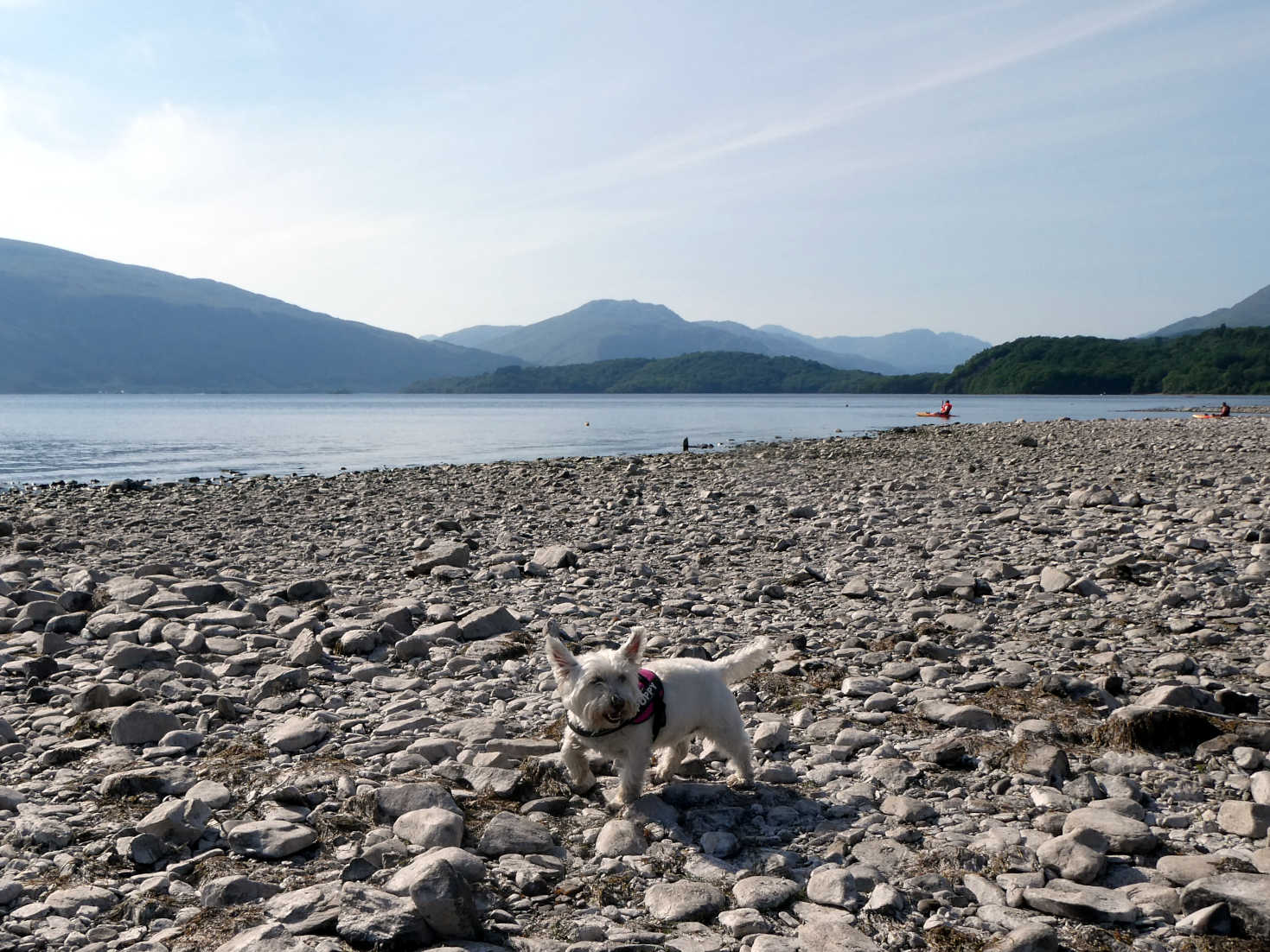poppy the westie explores the beach at cashell