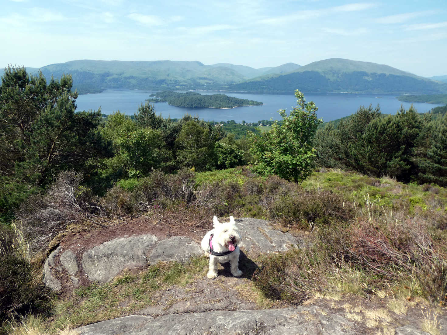 poppy the westie with luss in the distance
