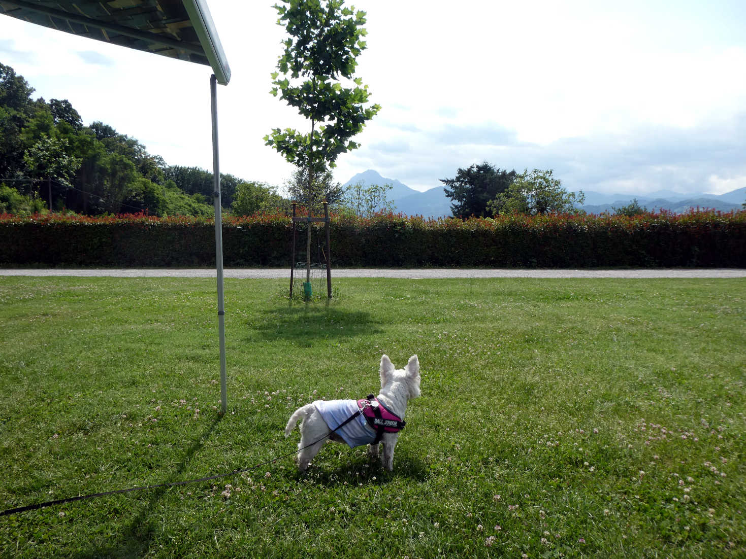 Poppy the westie at camp in Barga