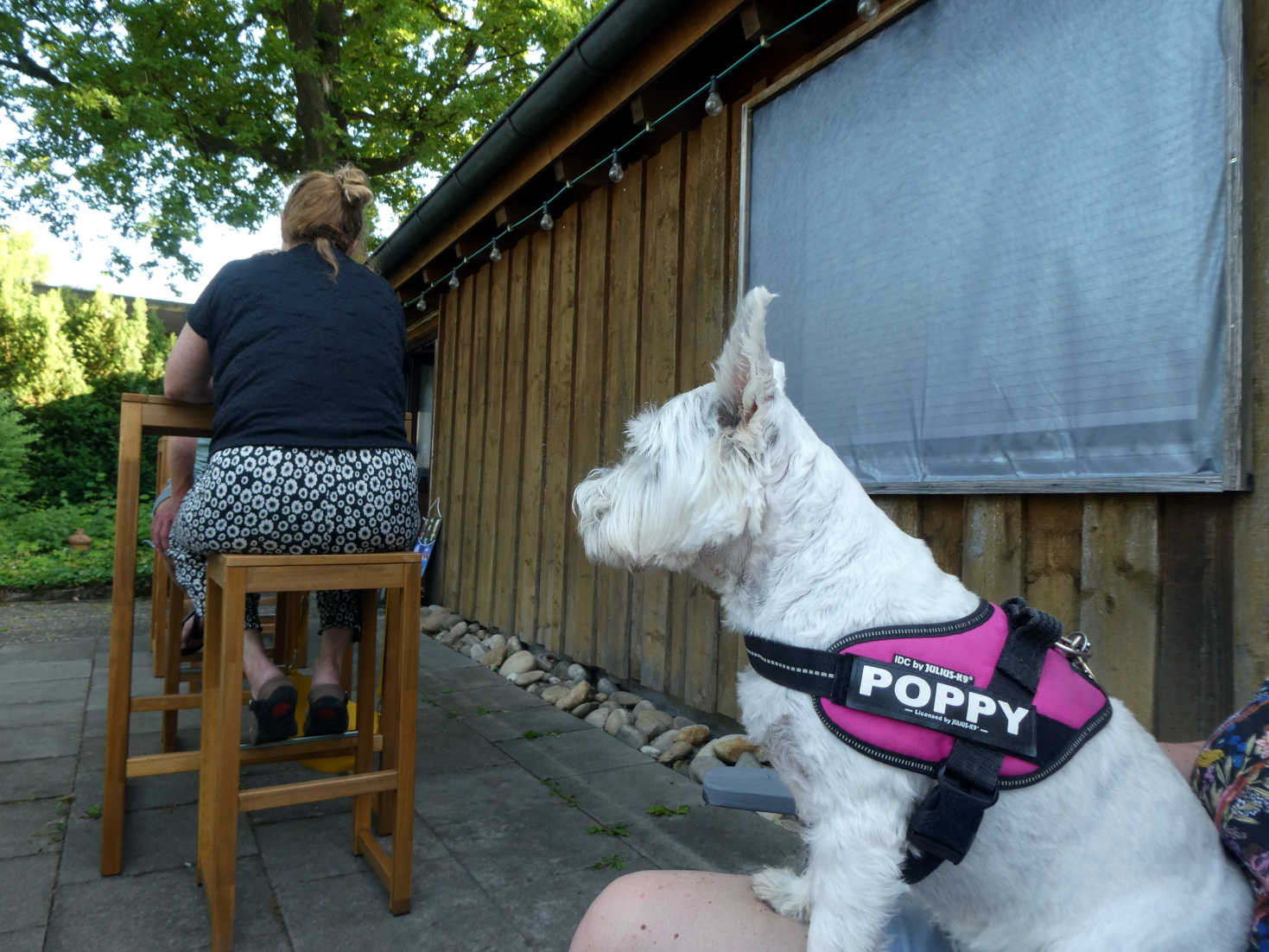 Poppy the westie waiting for currywurst in AICHELBERG