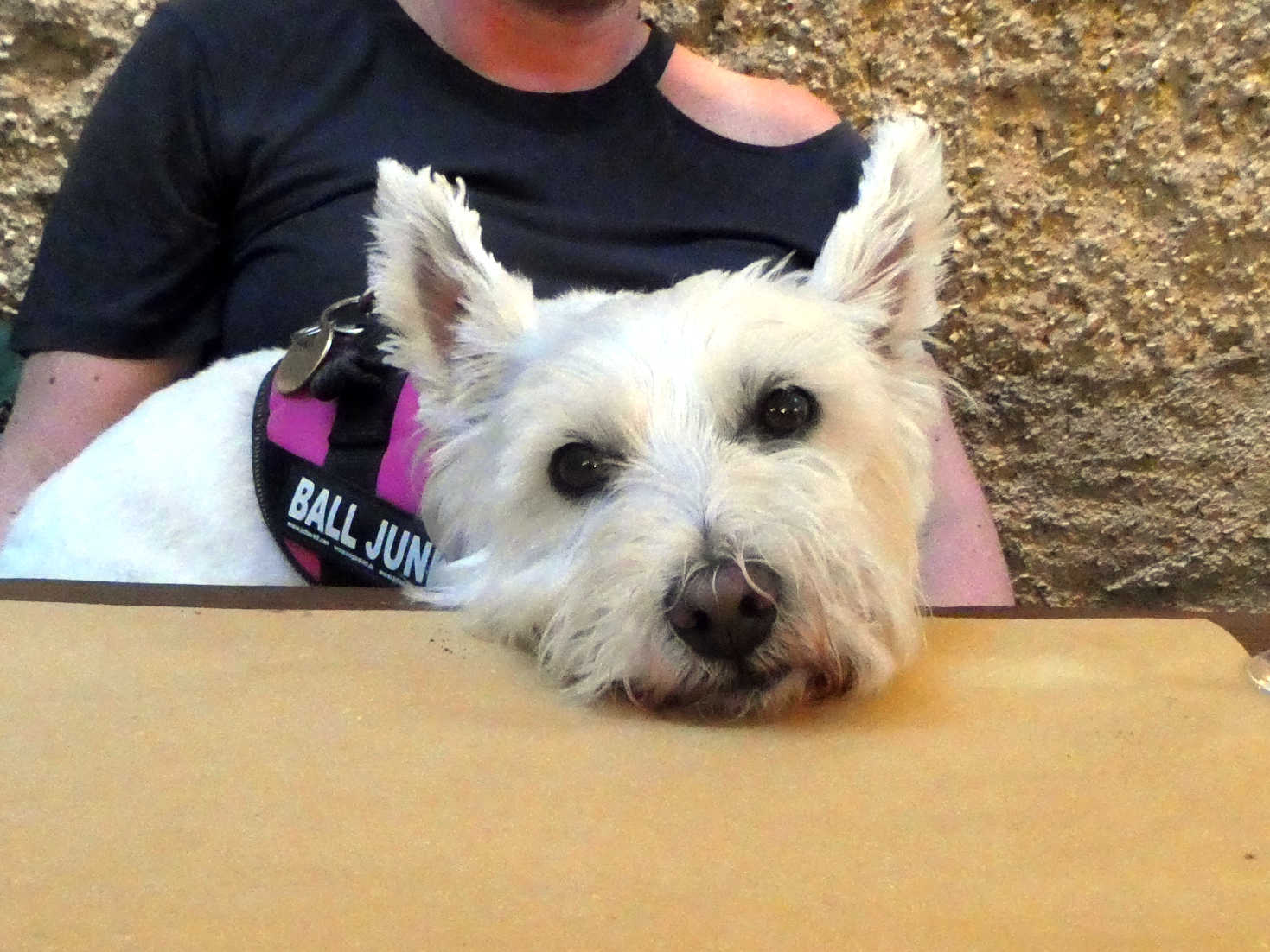 poppy the westie all full after diner in Limone