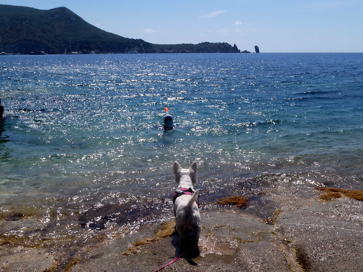 poppy the westie and sea monster Giglio