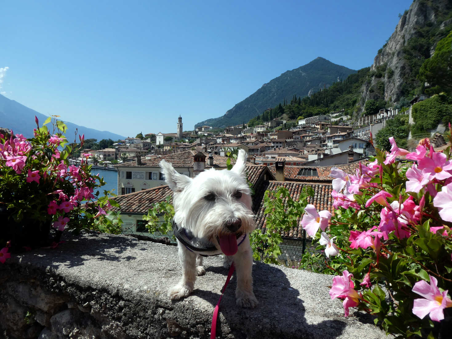poppy the westie and the roofs of Limone
