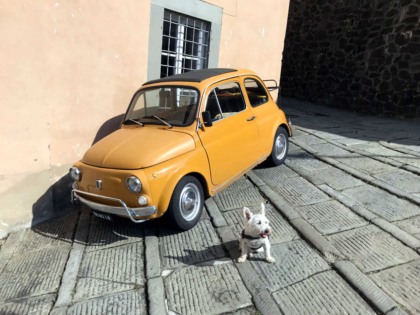 poppy the westie and wee fiat in barga