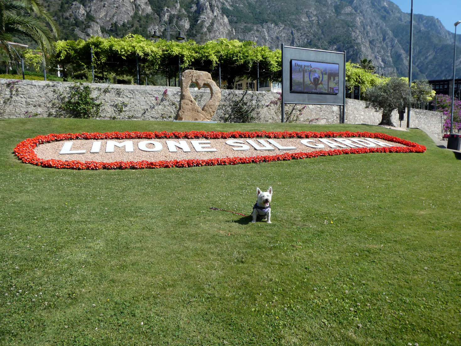 poppy the westie at Limone sign