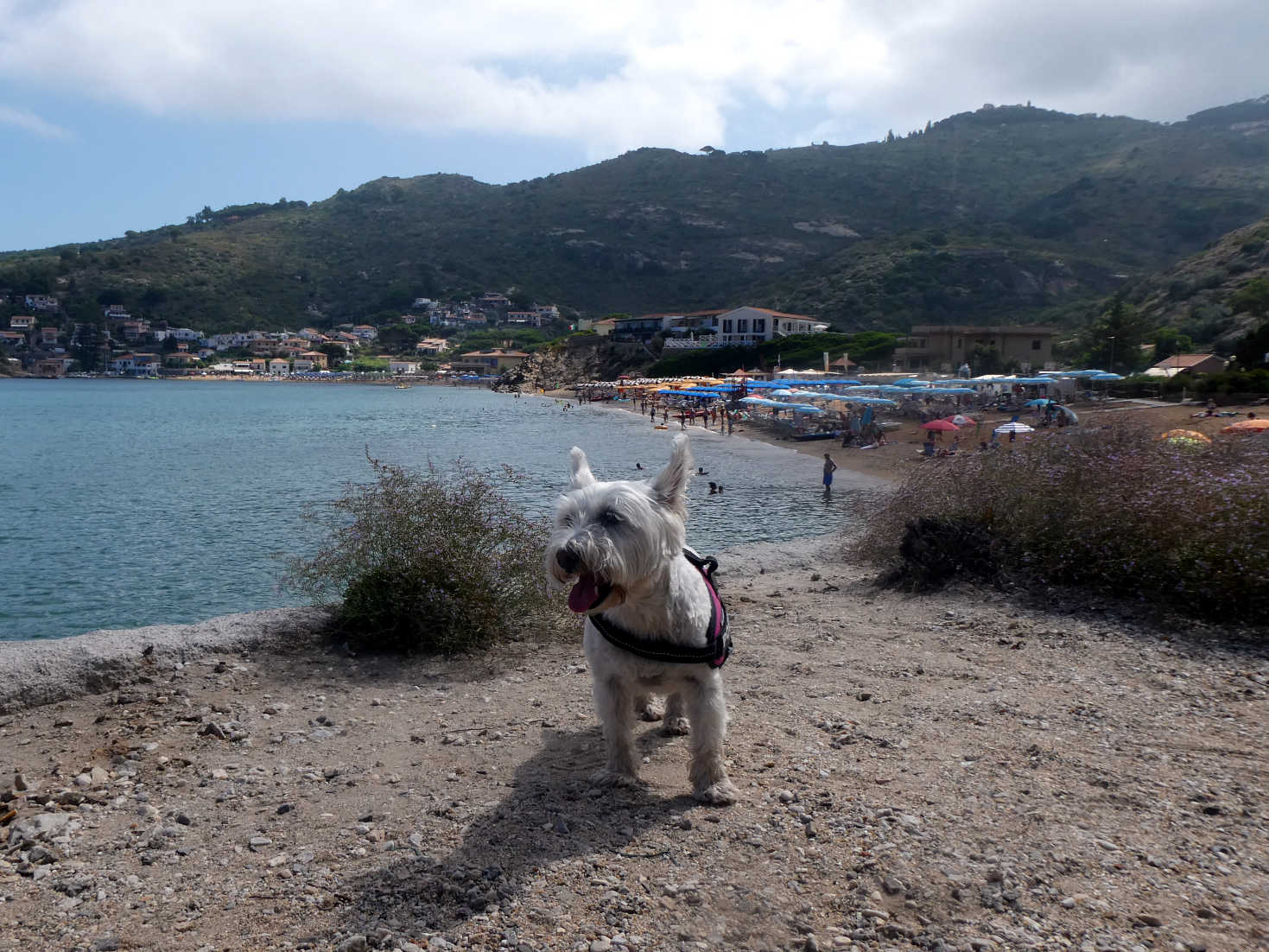 poppy the westie at campese beach