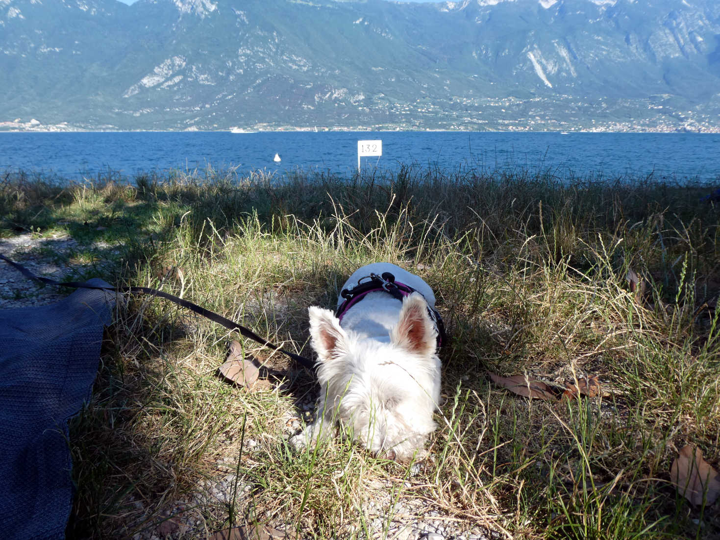 poppy the westie at pitch 132 Limone