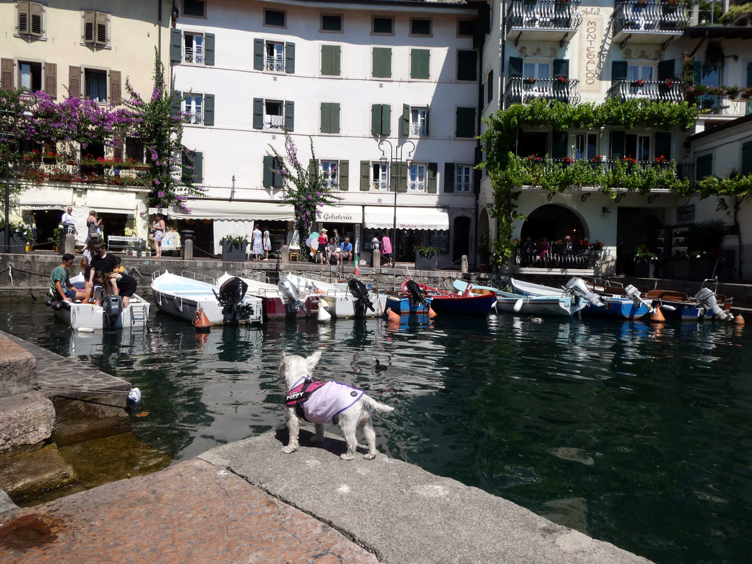 poppy the westie at the old port in Limone