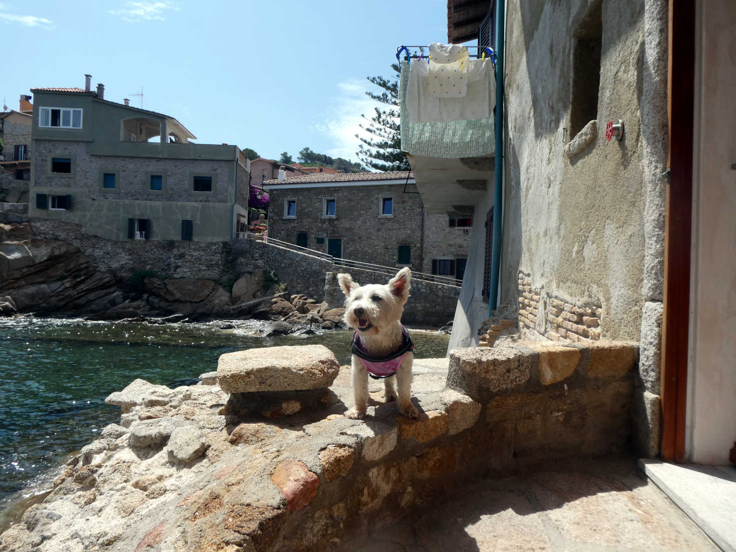 poppy the westie at the wee cove in porta giglio