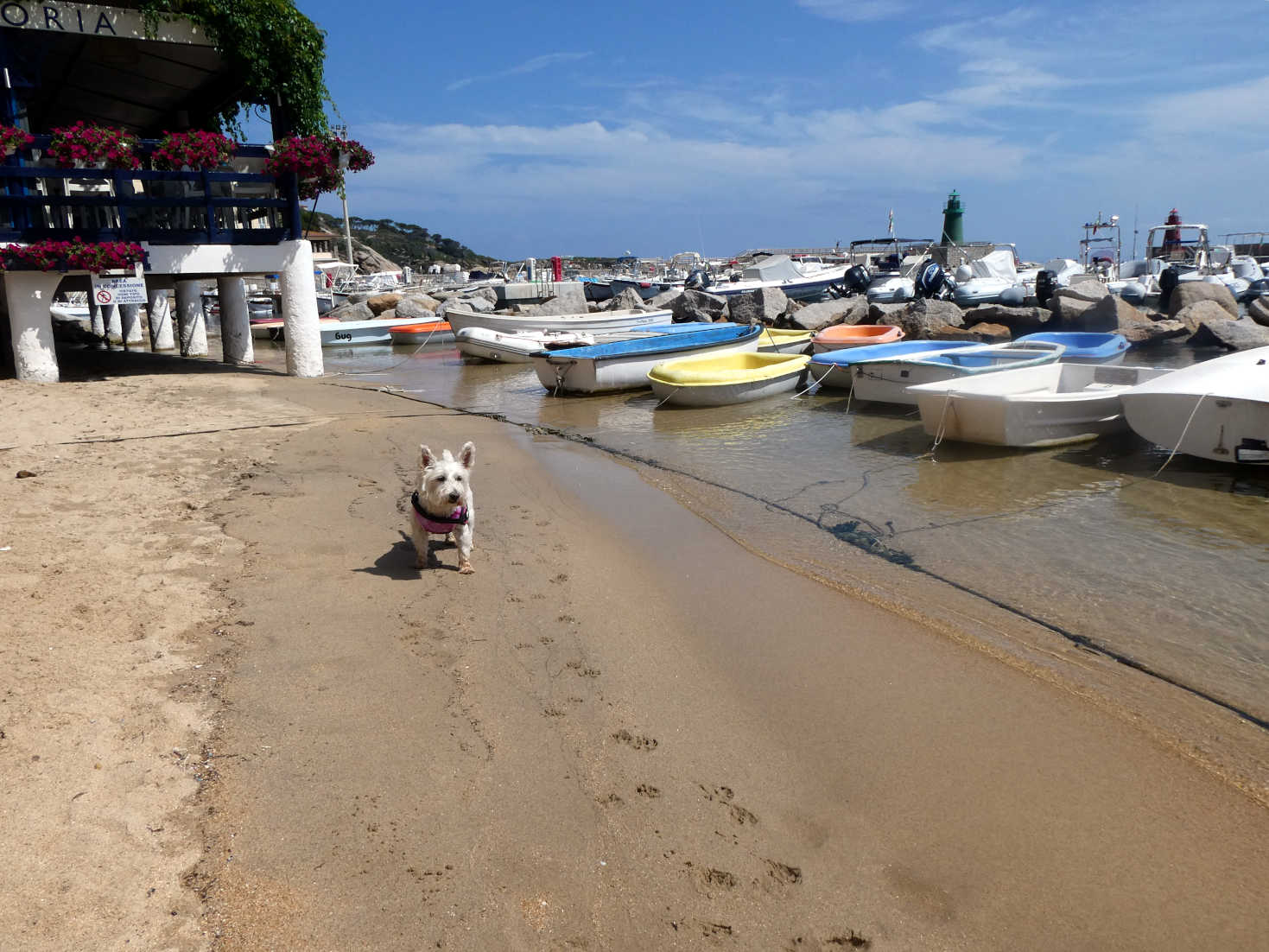 poppy the westie cools down at Porta Giglio